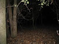 Chicago Ghost Hunters Group investigates Robinson Woods (218).JPG